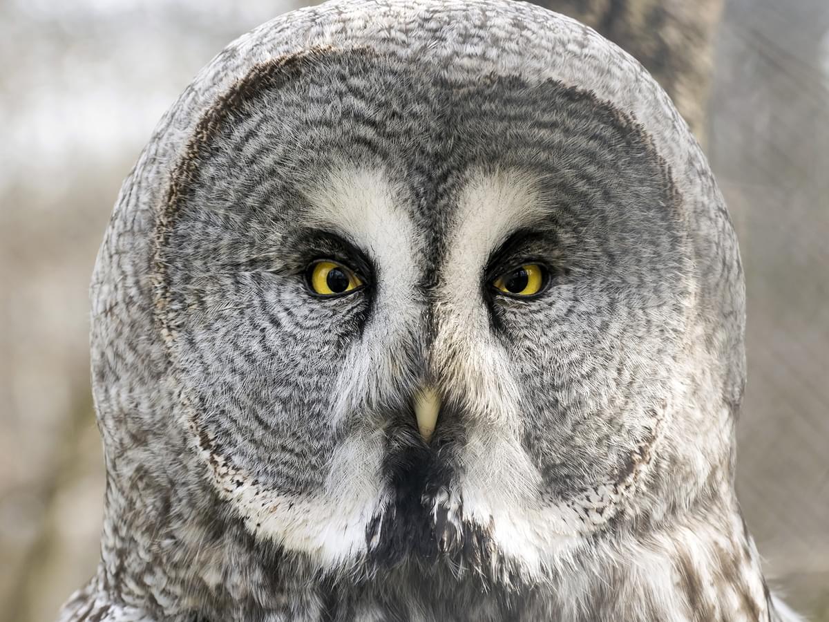 Portrait of a Great Gray Owl