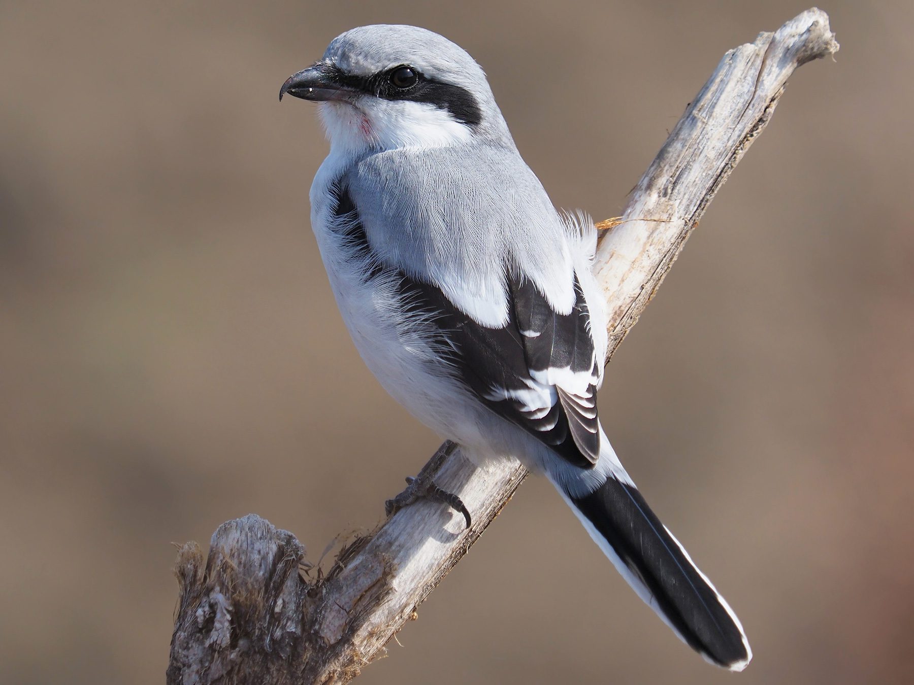 Great Grey Shrike