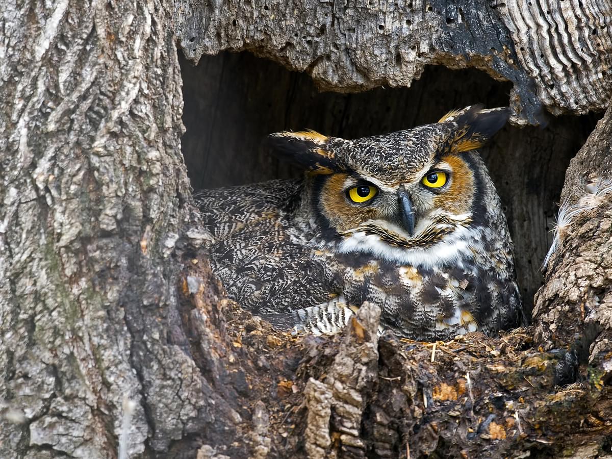 Great Horned Owl in the nest cavity