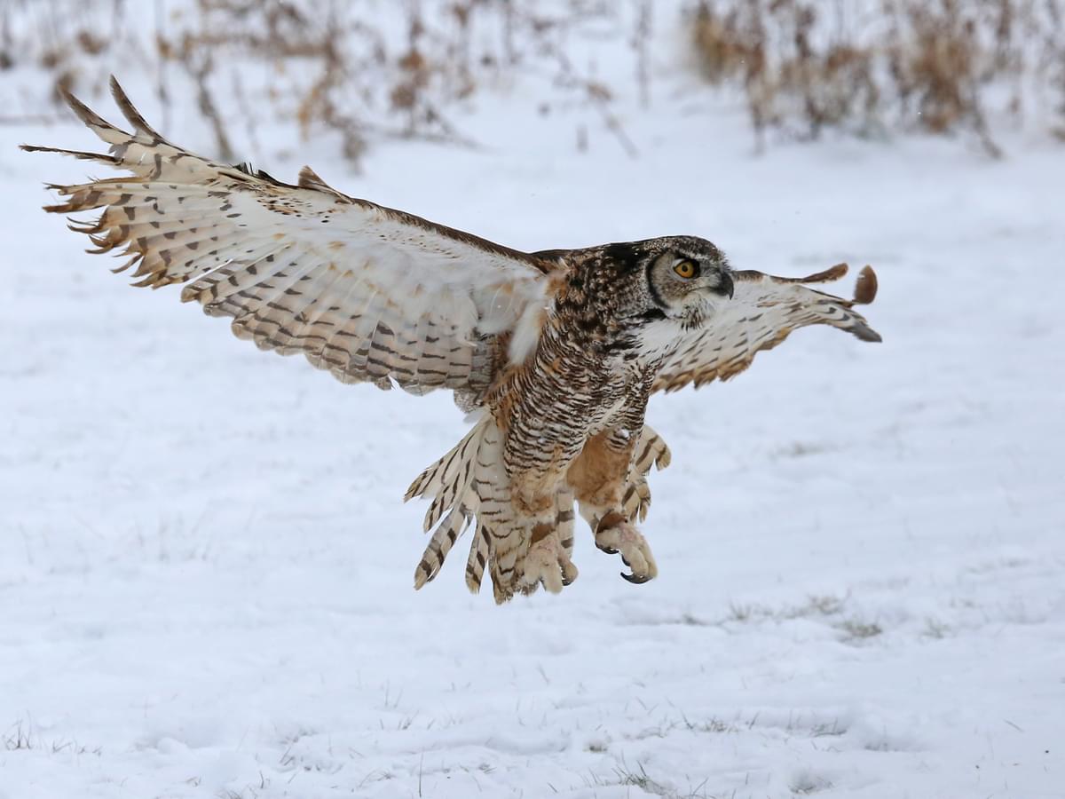 Great Horned Owl in pursuit of its prey