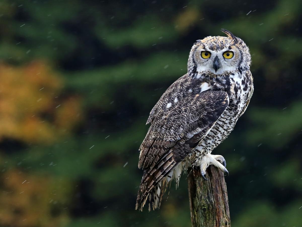 Great Horned Owl sitting on top of a post at the edge of a forest