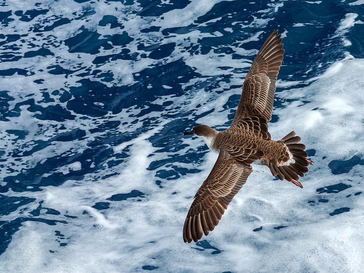 Great Shearwater flying over the ocean