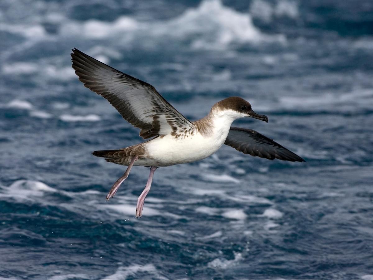 Great Shearwater getting ready to land in the sea