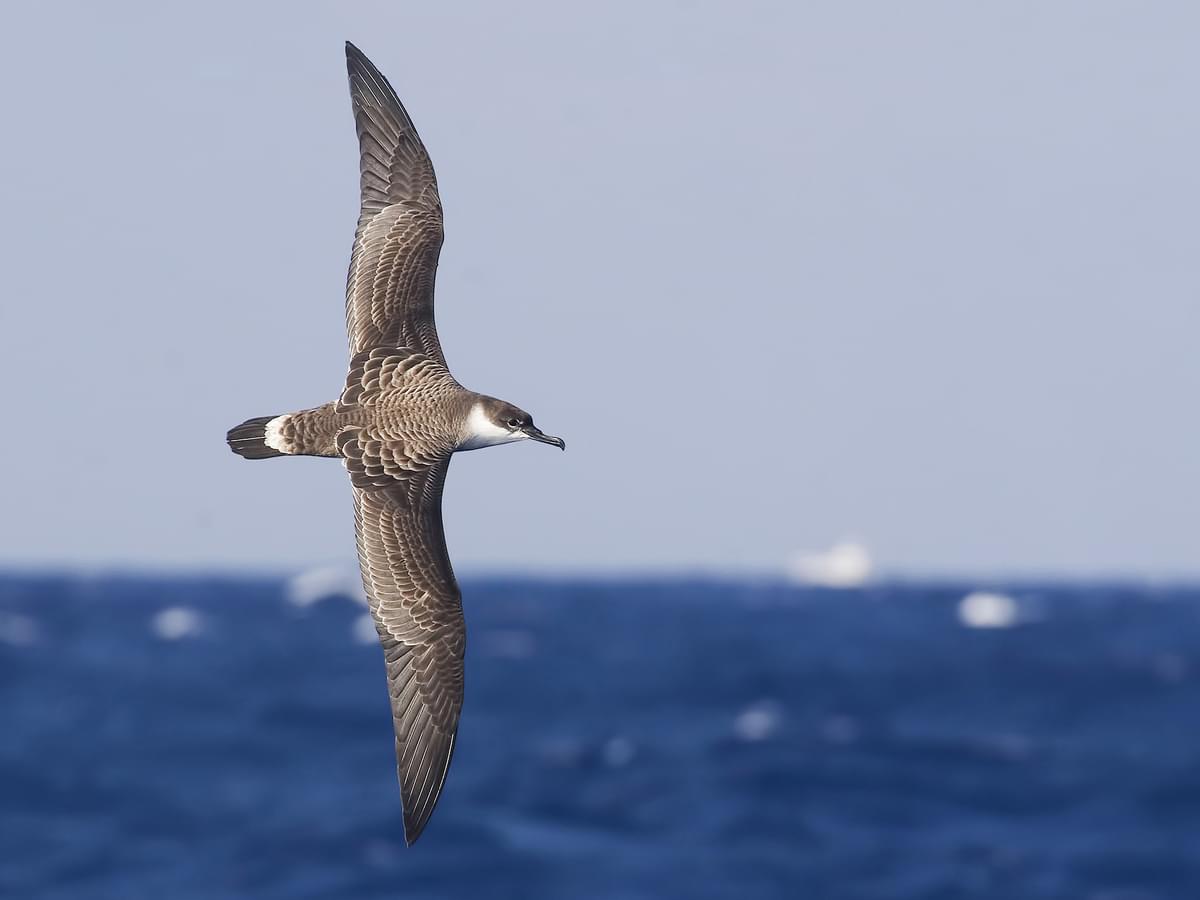 Great Shearwater in-flight over the blue sea