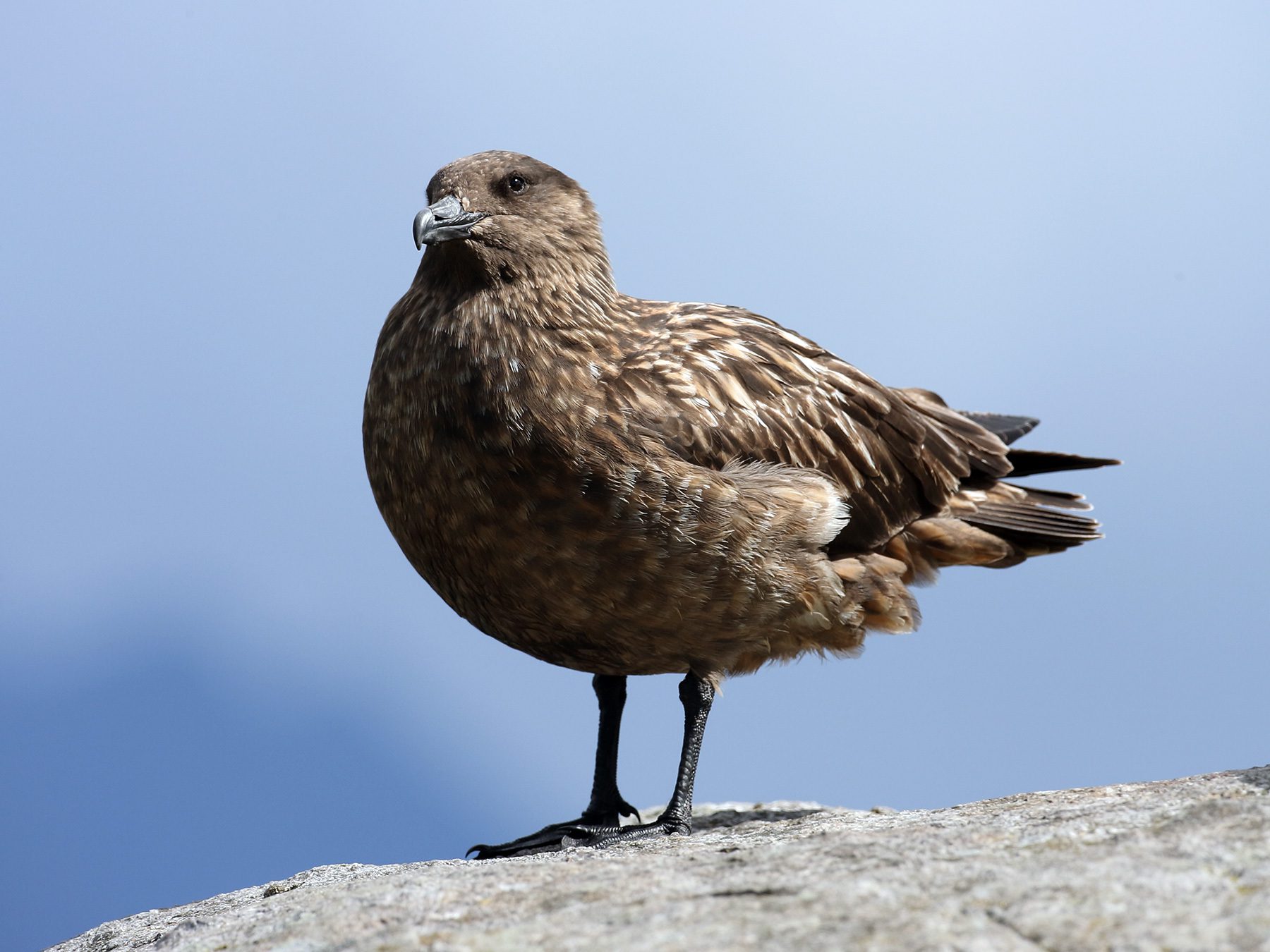 Great Skua