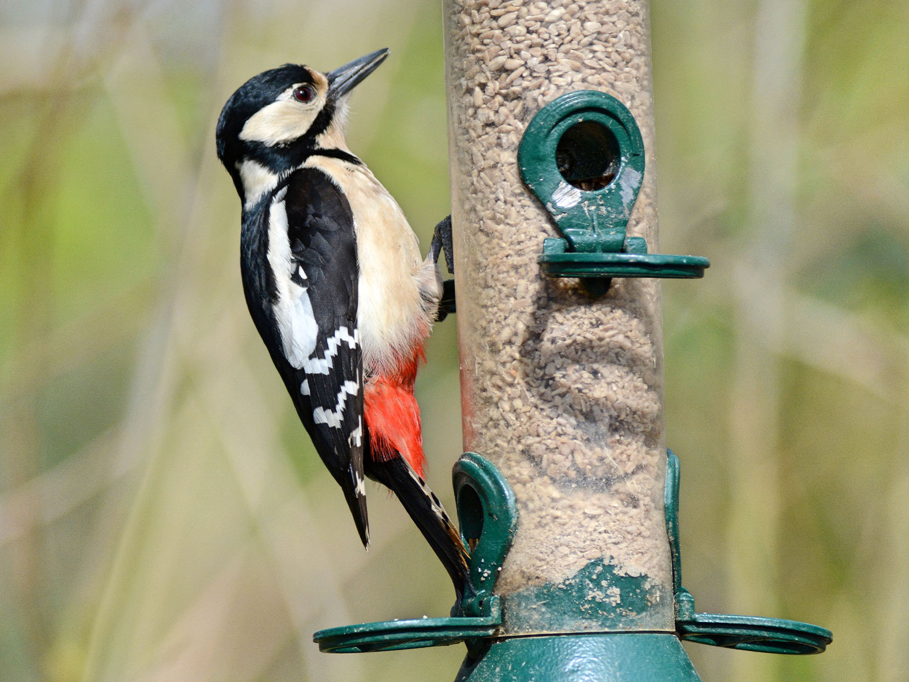 Sunflower Hearts for Birds Why They're a Backyard… Birdfact