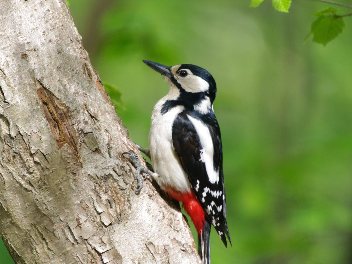 Female Greater Spotted Woodpeckers Male Vs Female Birdfact female-greater-spotted-woodpeckers-male-vs-female-birdfact