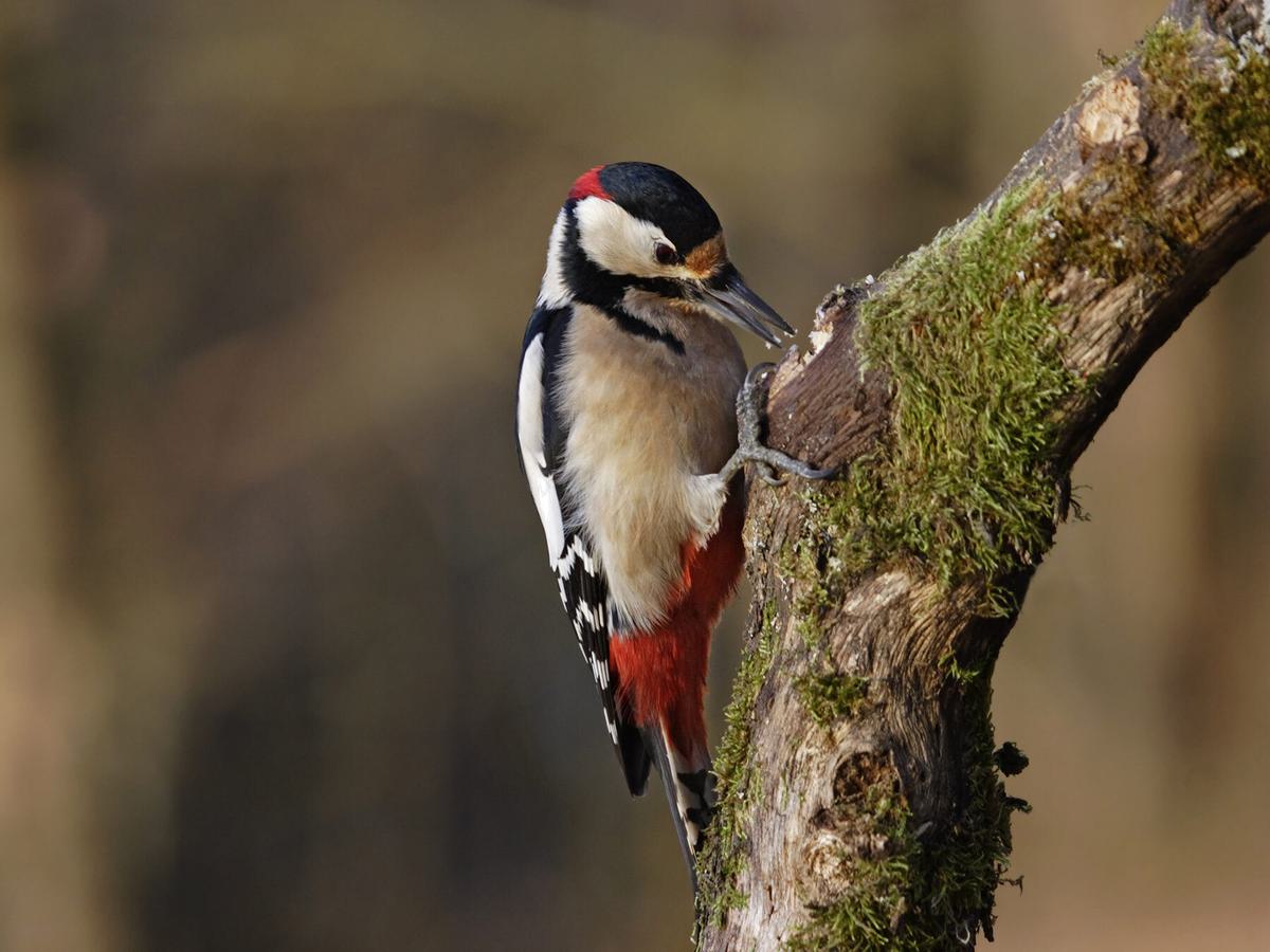 Great Spotted Woodpecker foraging for food
