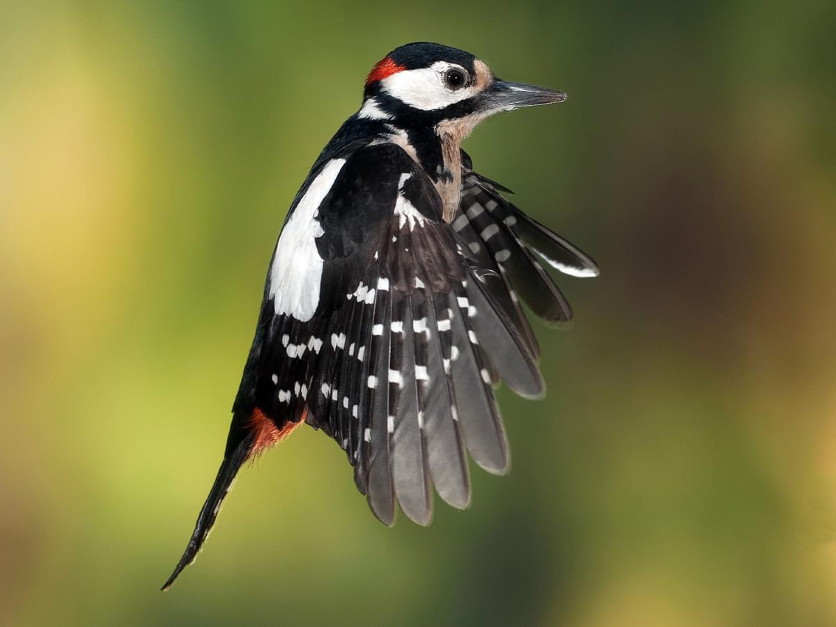 Great Spotted Woodpecker in-flight