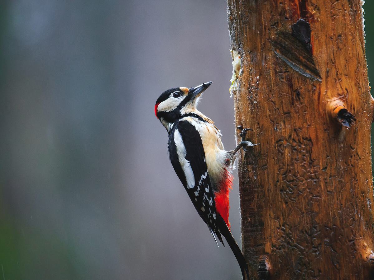 Great Spotted Woodpecker foraging on a tree