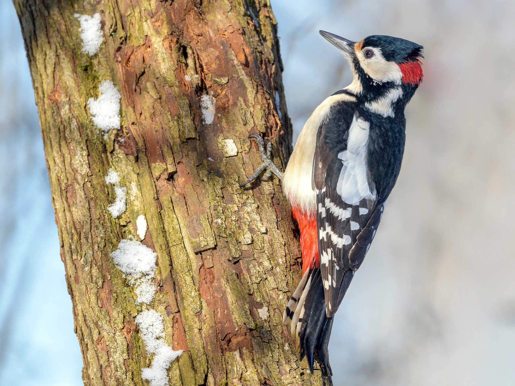 Great Spotted Woodpecker