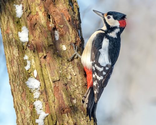 Great Spotted Woodpecker