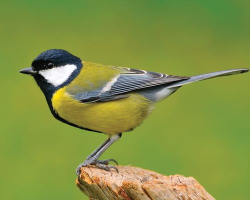 Great Tit