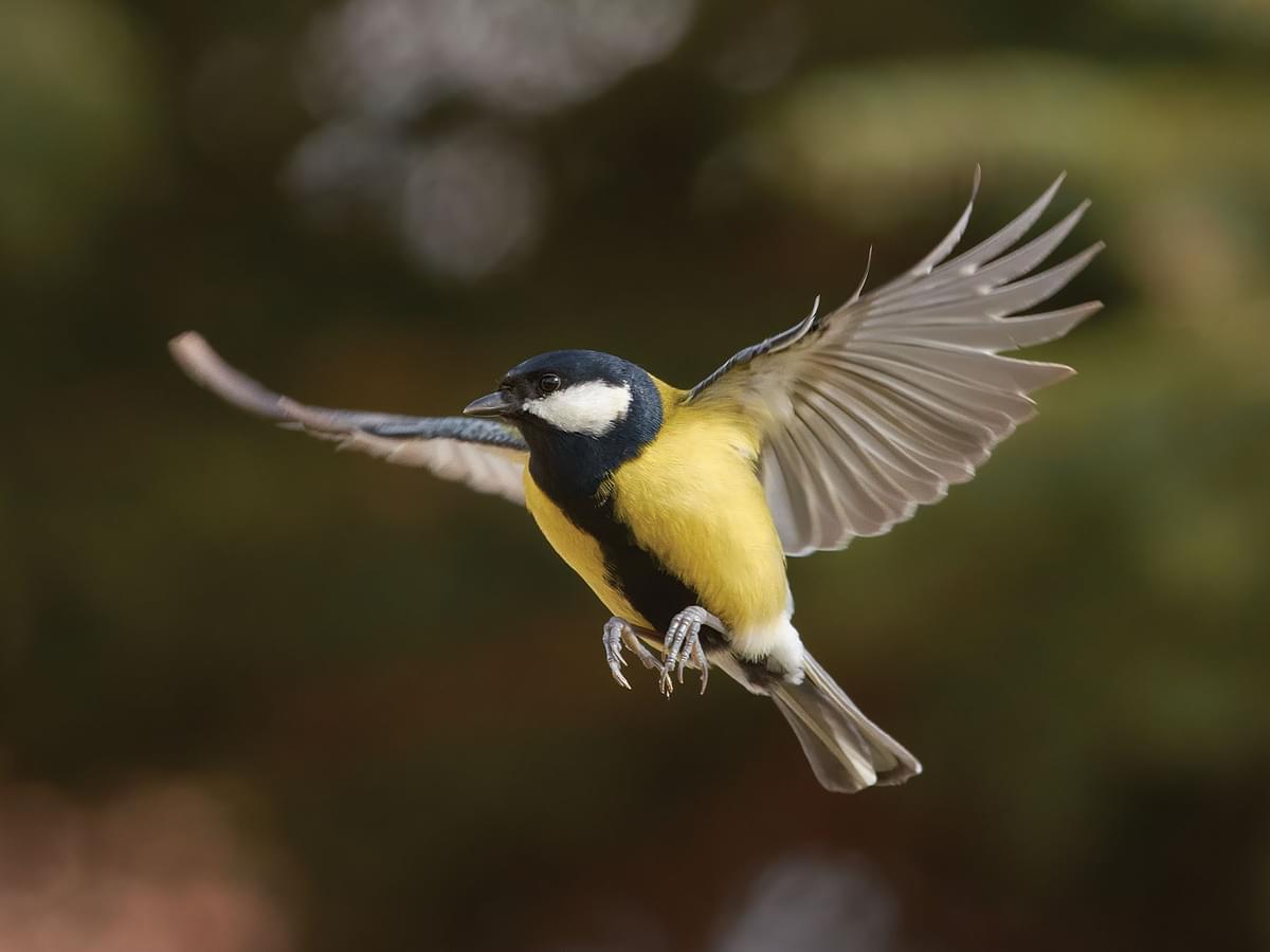 Close up of a Great Tit in flight