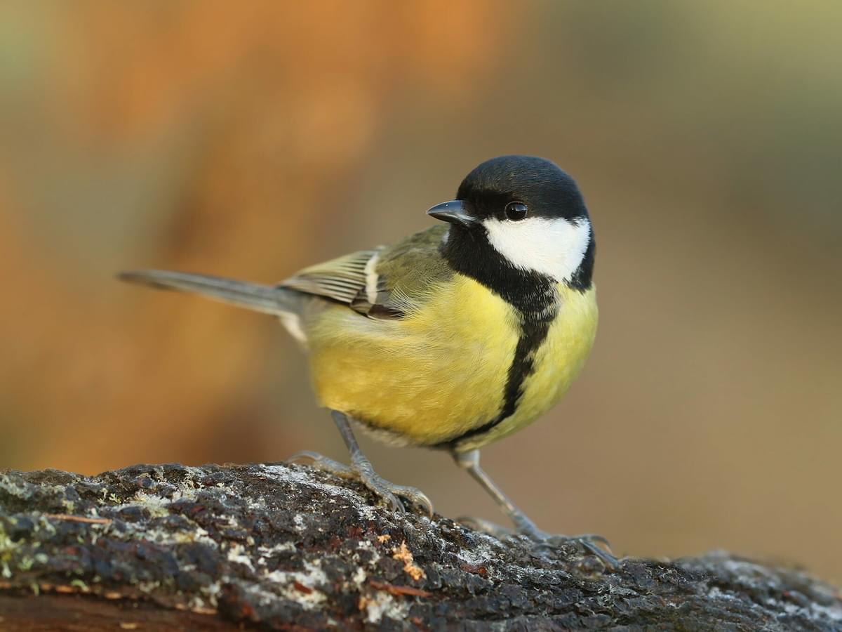 Close up of a Great Tit