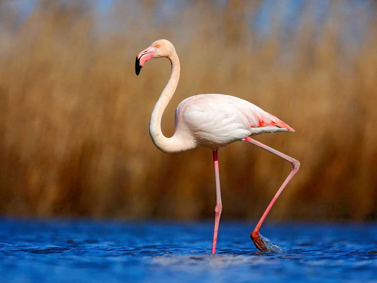 The biggest flamingo in the world, the Greater Flamingo