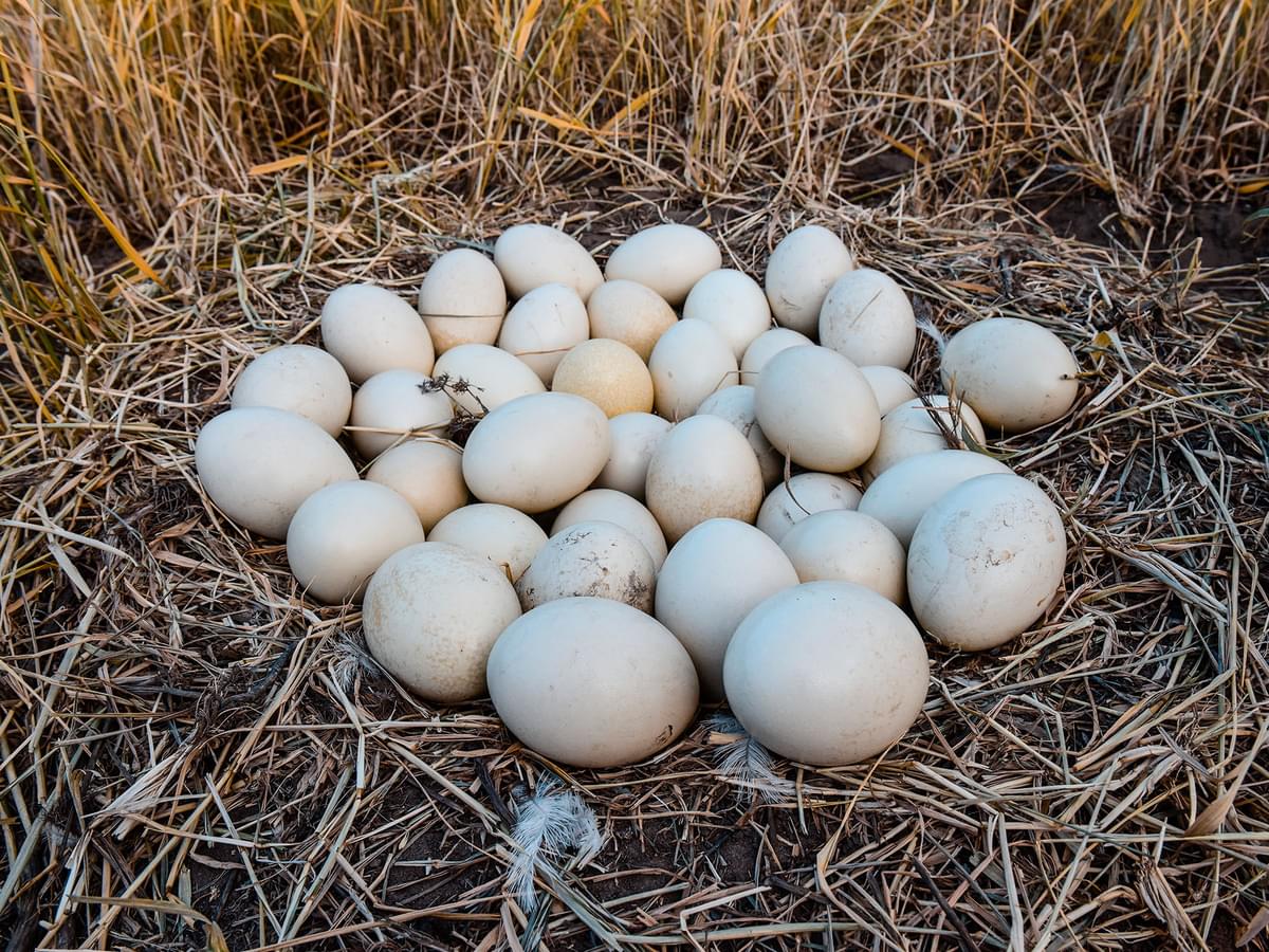 What Bird Lays The Largest Egg? (9 Biggest Bird Eggs in…