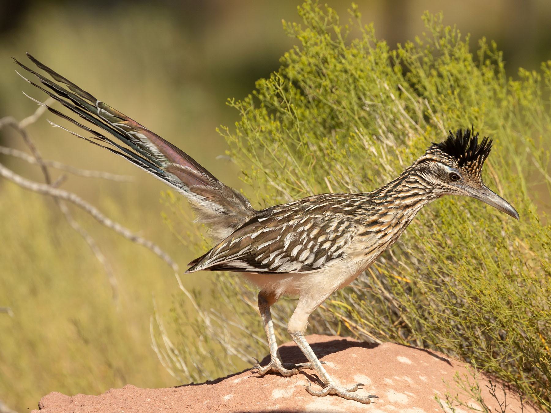 Greater Roadrunner