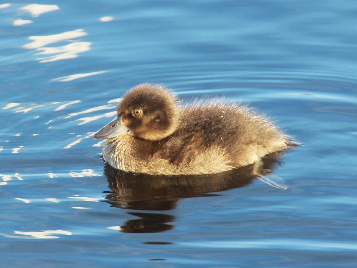 A young Scaup