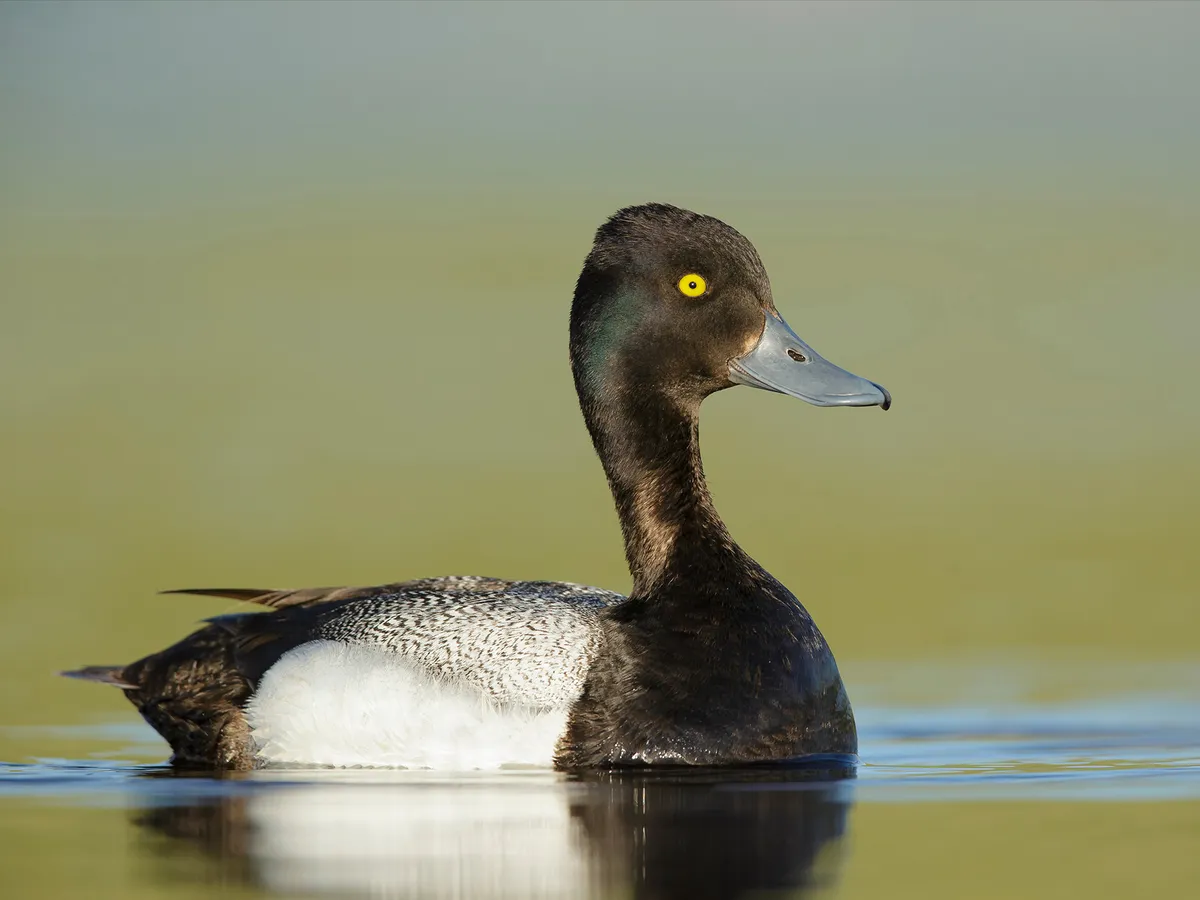 Greater Scaup vs Lesser Scaup: What Are The Differences?