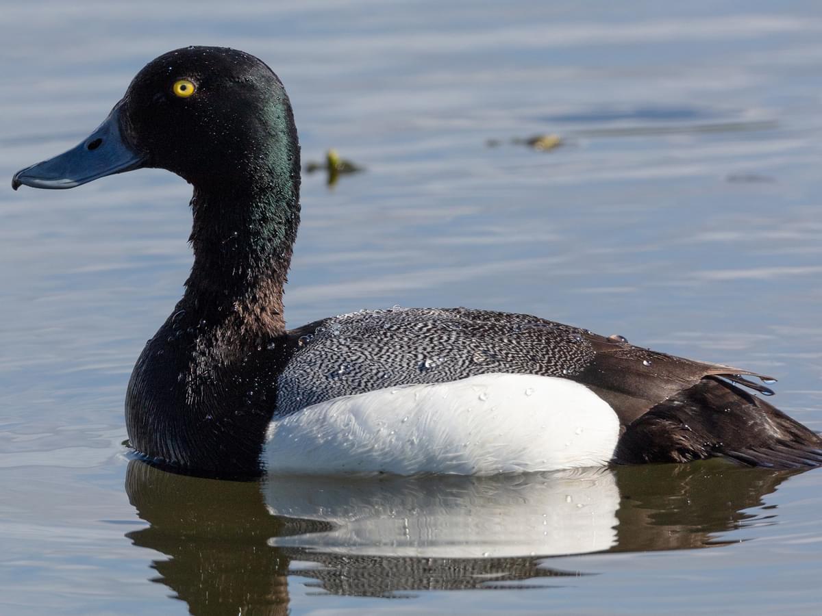 Greater Scaup, also known as the Scaup