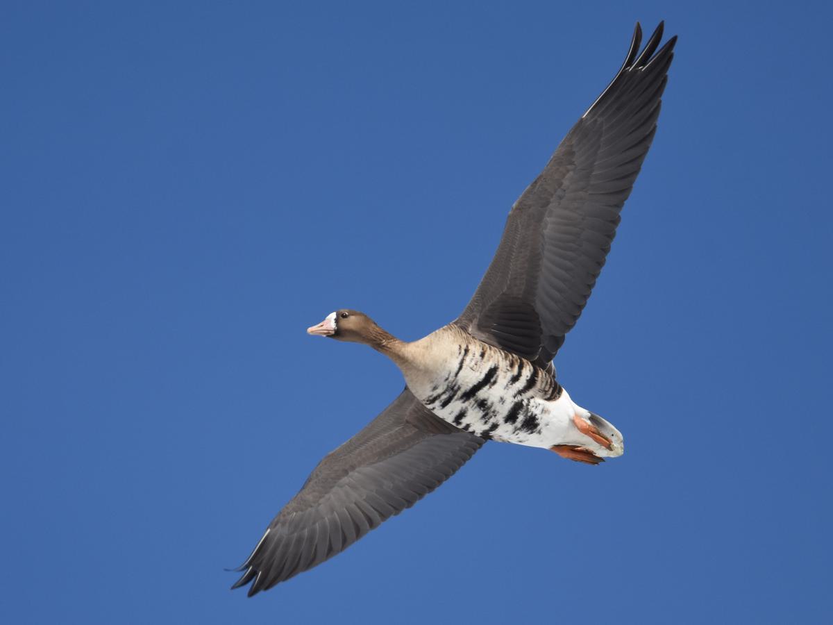 Greater White-Fronted Goose in-flight