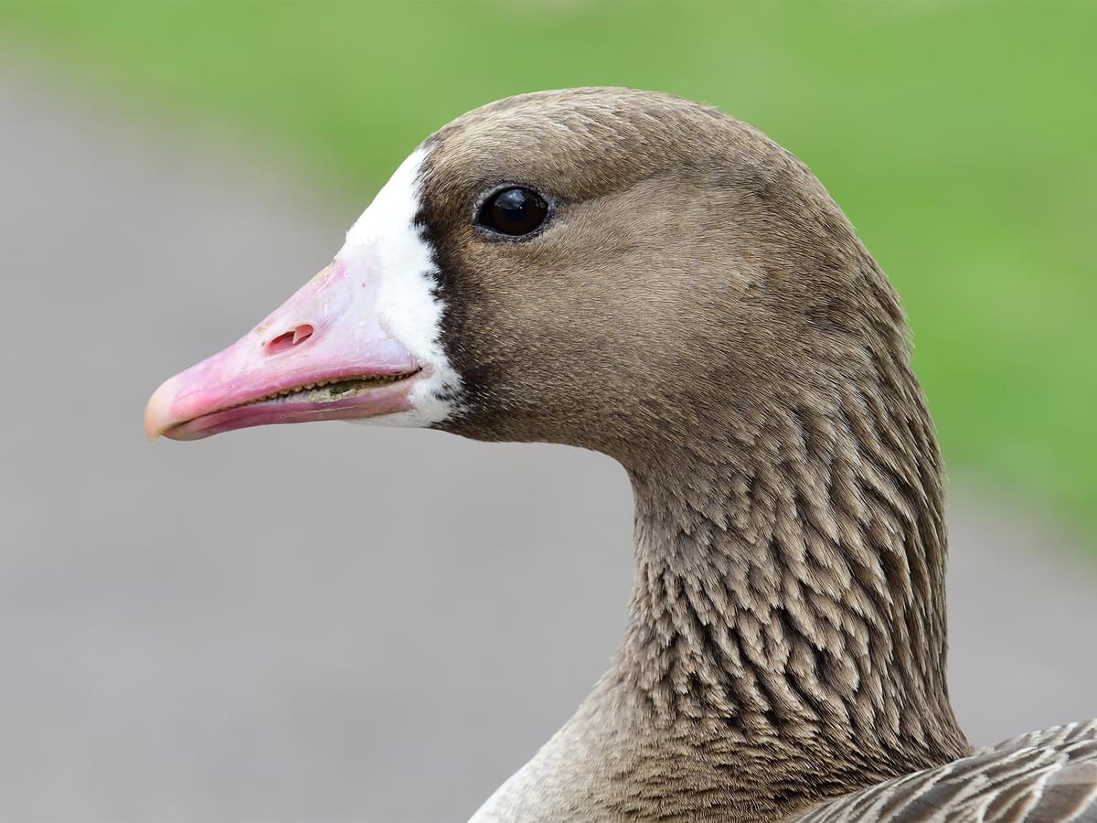 Greater White-Fronted Goose portrait