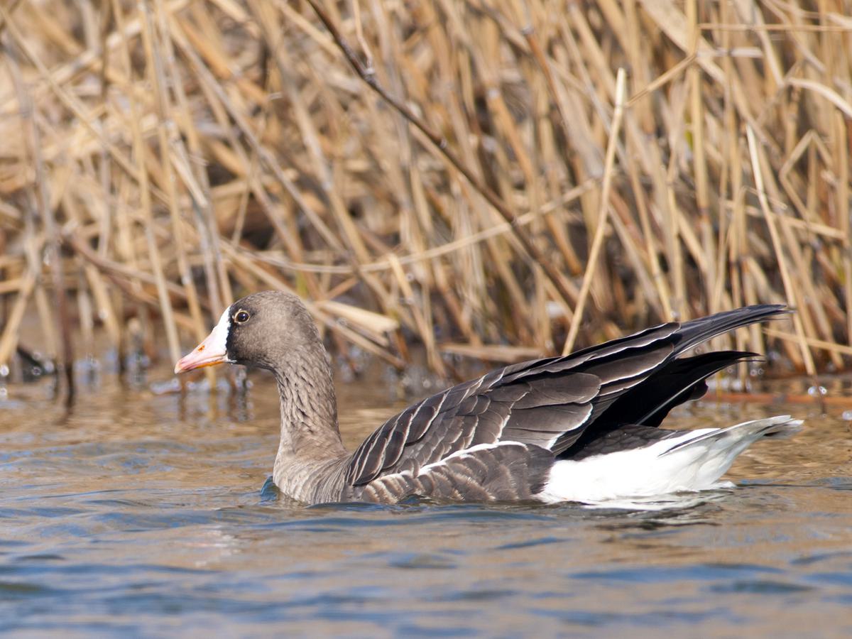 Greater White-Fronted Goose swimming in wetlands