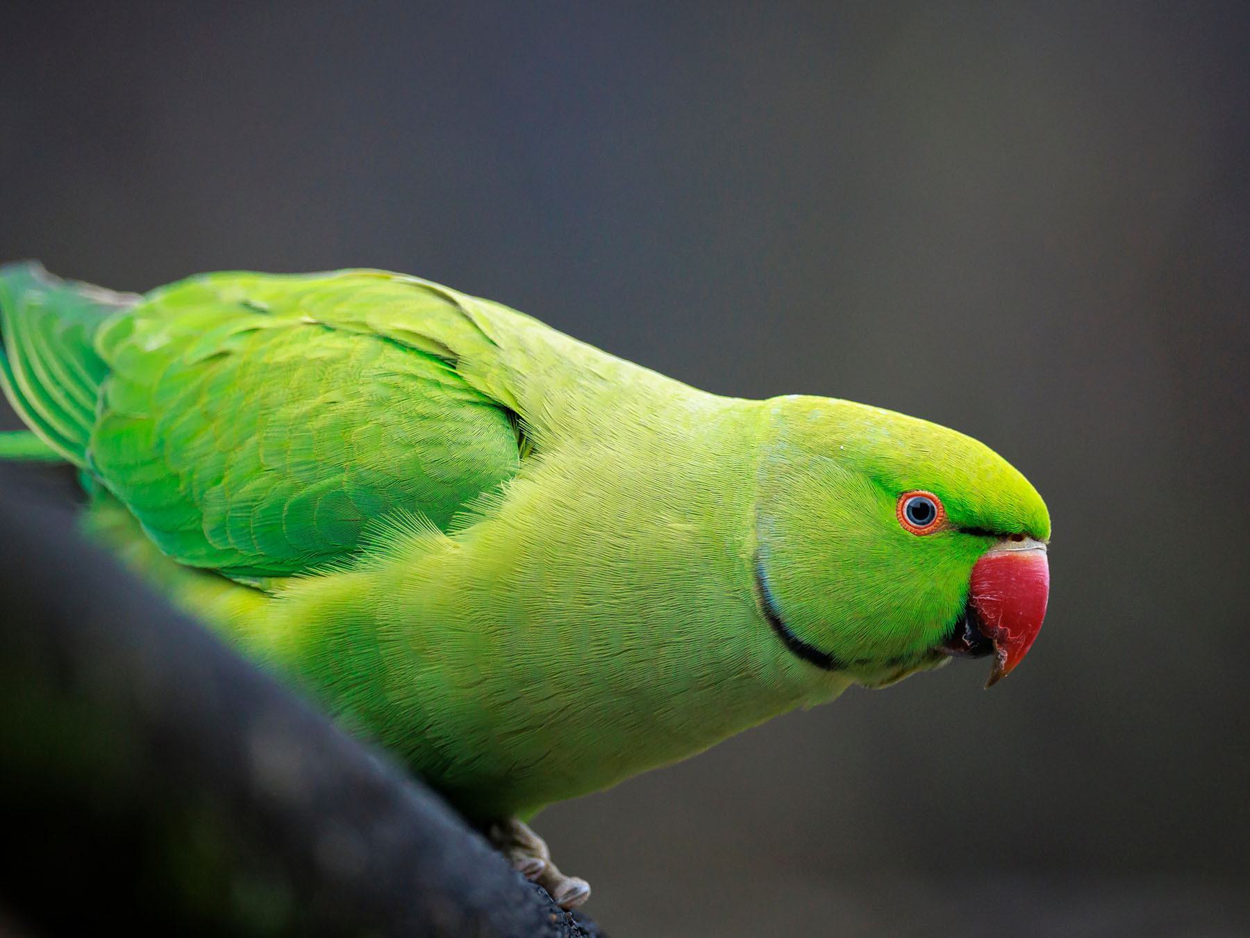 A Guide to Britain's Green Birds
