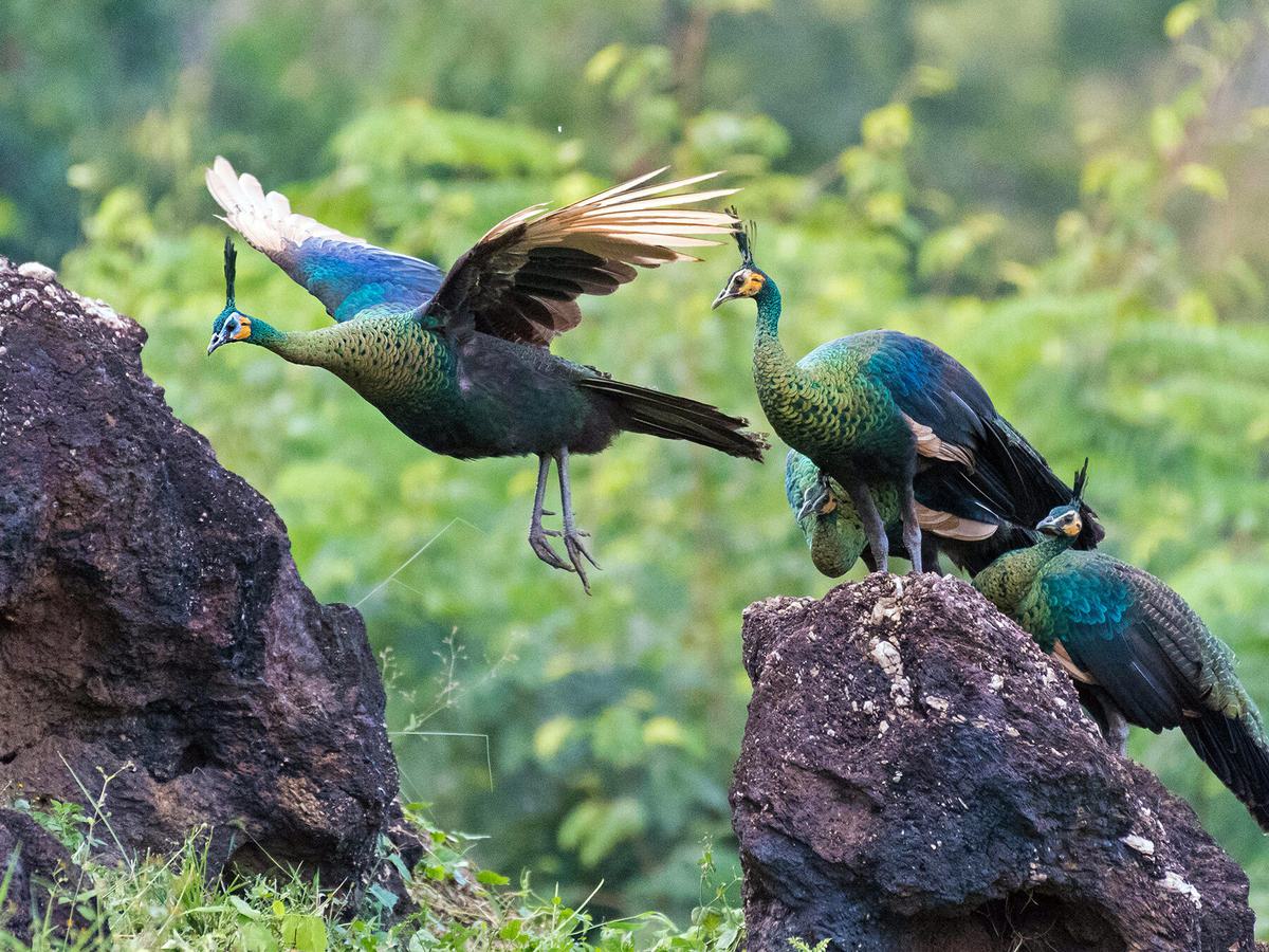 A small flock of Green Peafowl