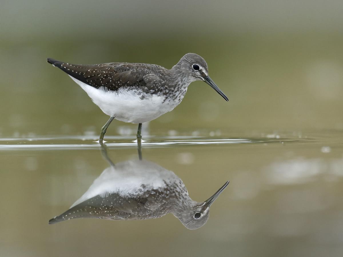 Green Sandpiper wading through the water