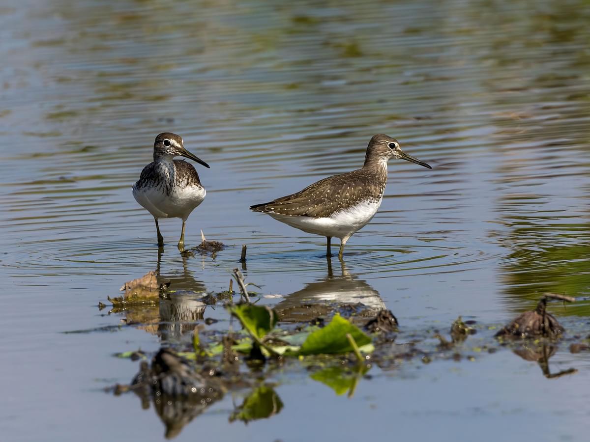 A pair of Green Sandpipers