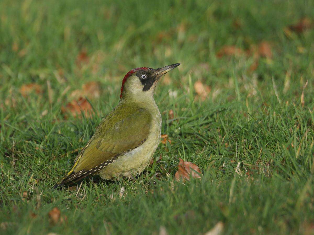 Green Woodpecker foraging on the ground for food