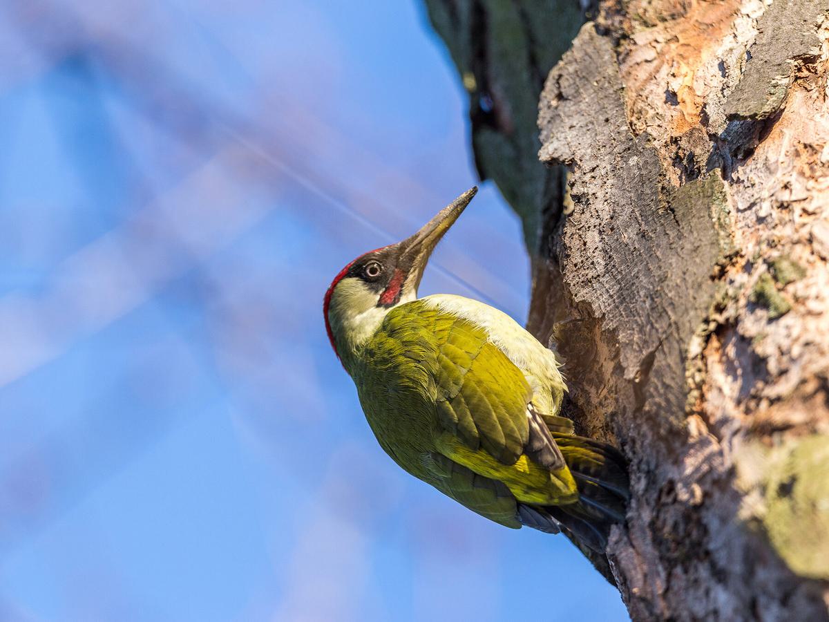 Green Woodpecker up a tree in the woods