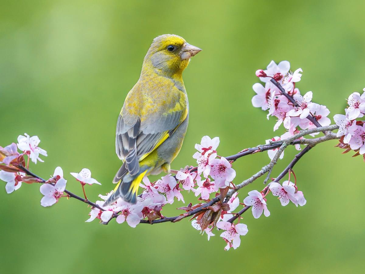 Greenfinch Nesting: A Complete Guide