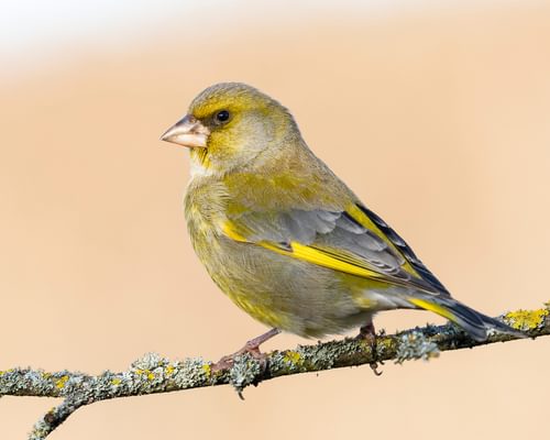 Greenfinch