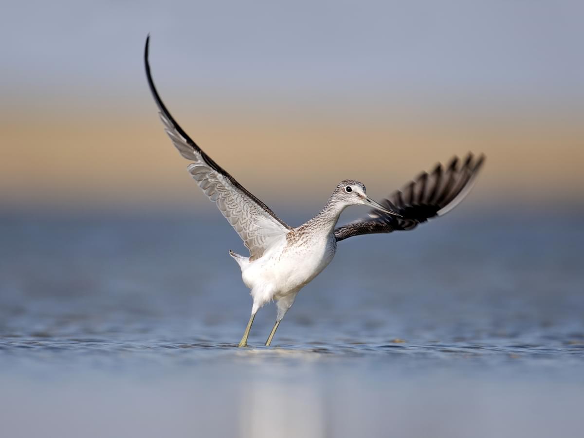 Greenshank taking-off from the lake
