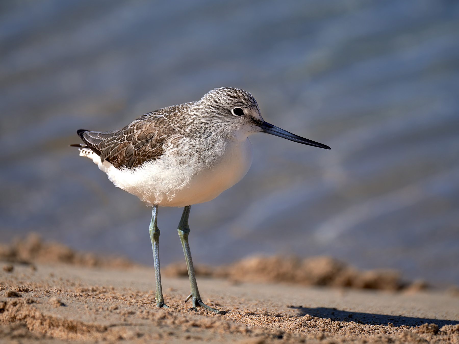 Greenshank