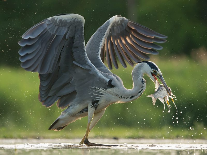 What Do Herons Eat? (Complete Guide) | Birdfact