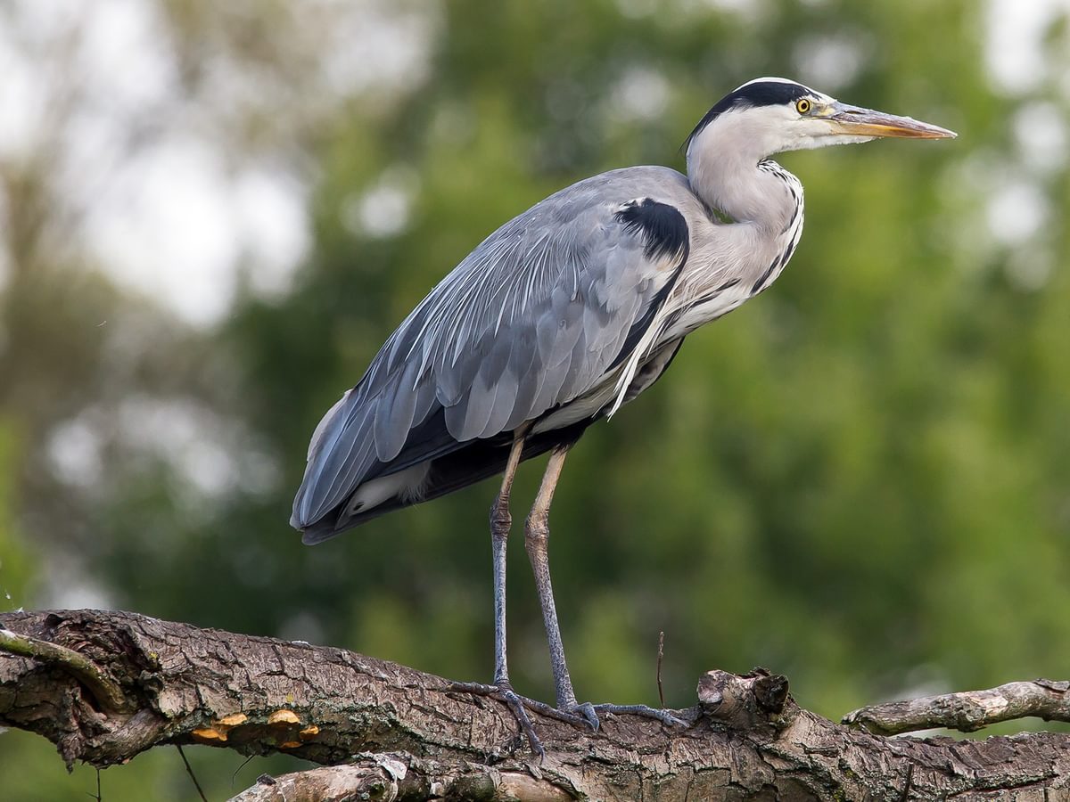 Herons in the UK (Complete Guide with Pictures) Birdfact Herons in the UK (Complete Guide with Pictures) Birdfact