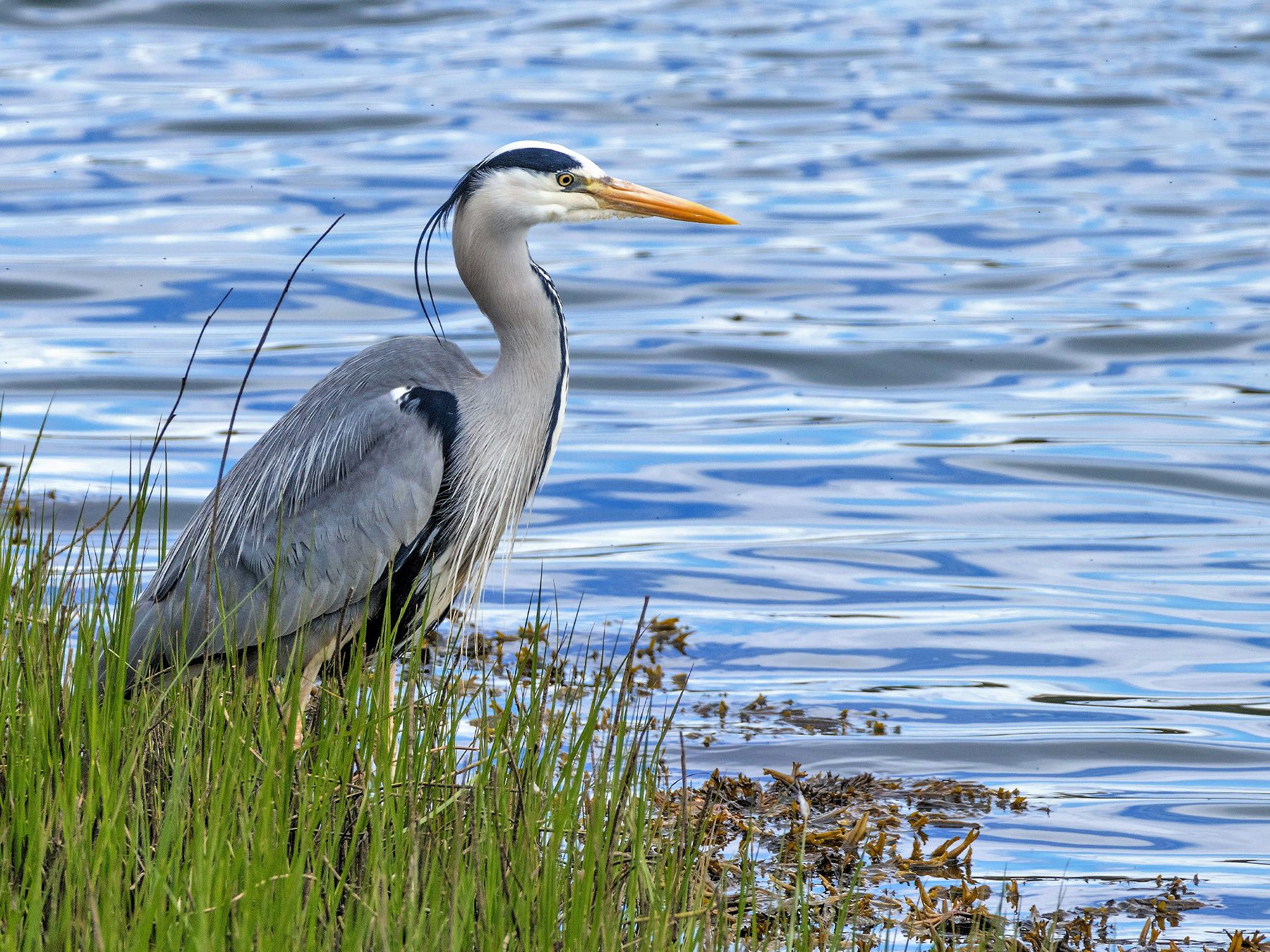 Grey Heron