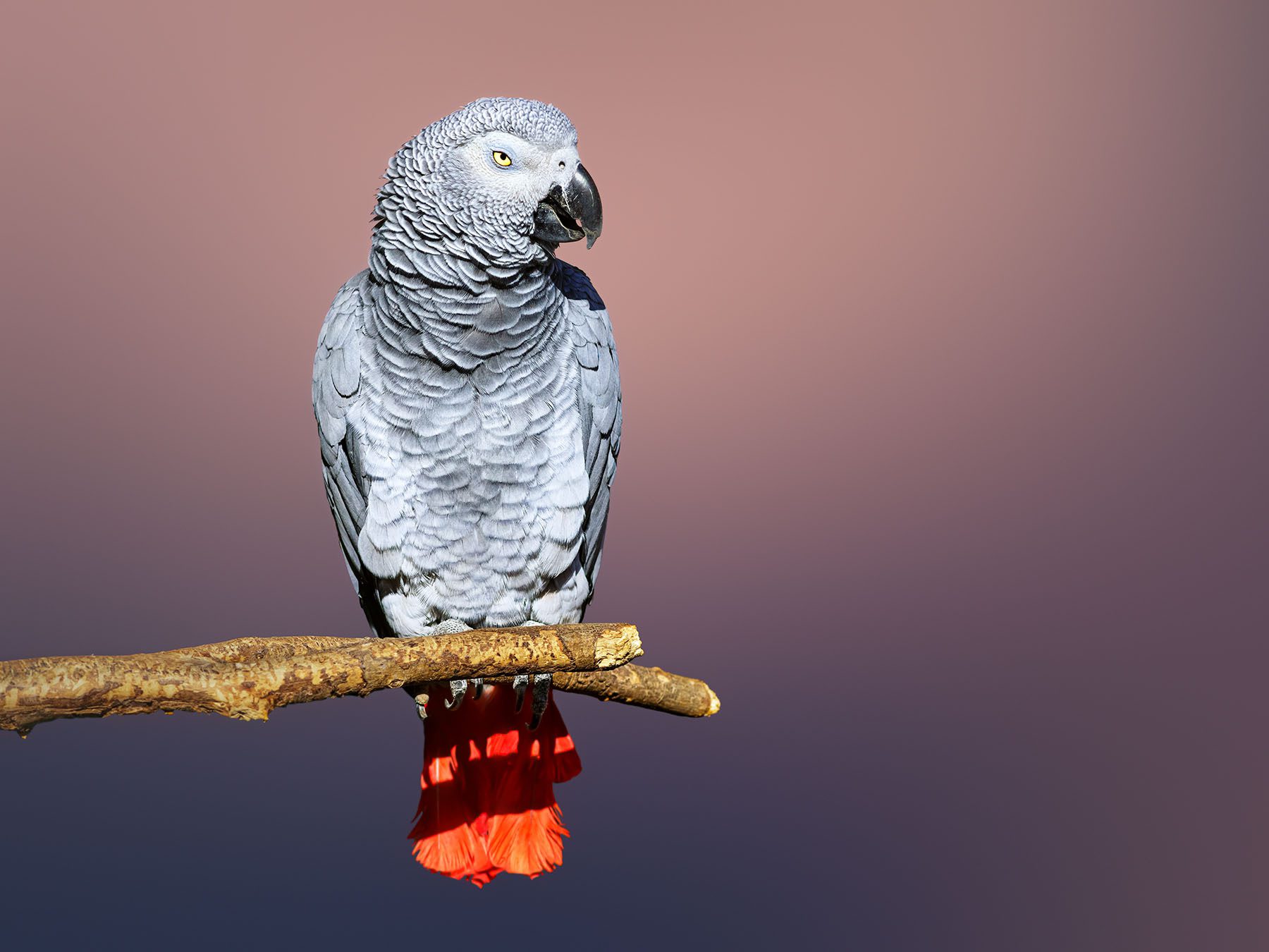 Grey Parrot