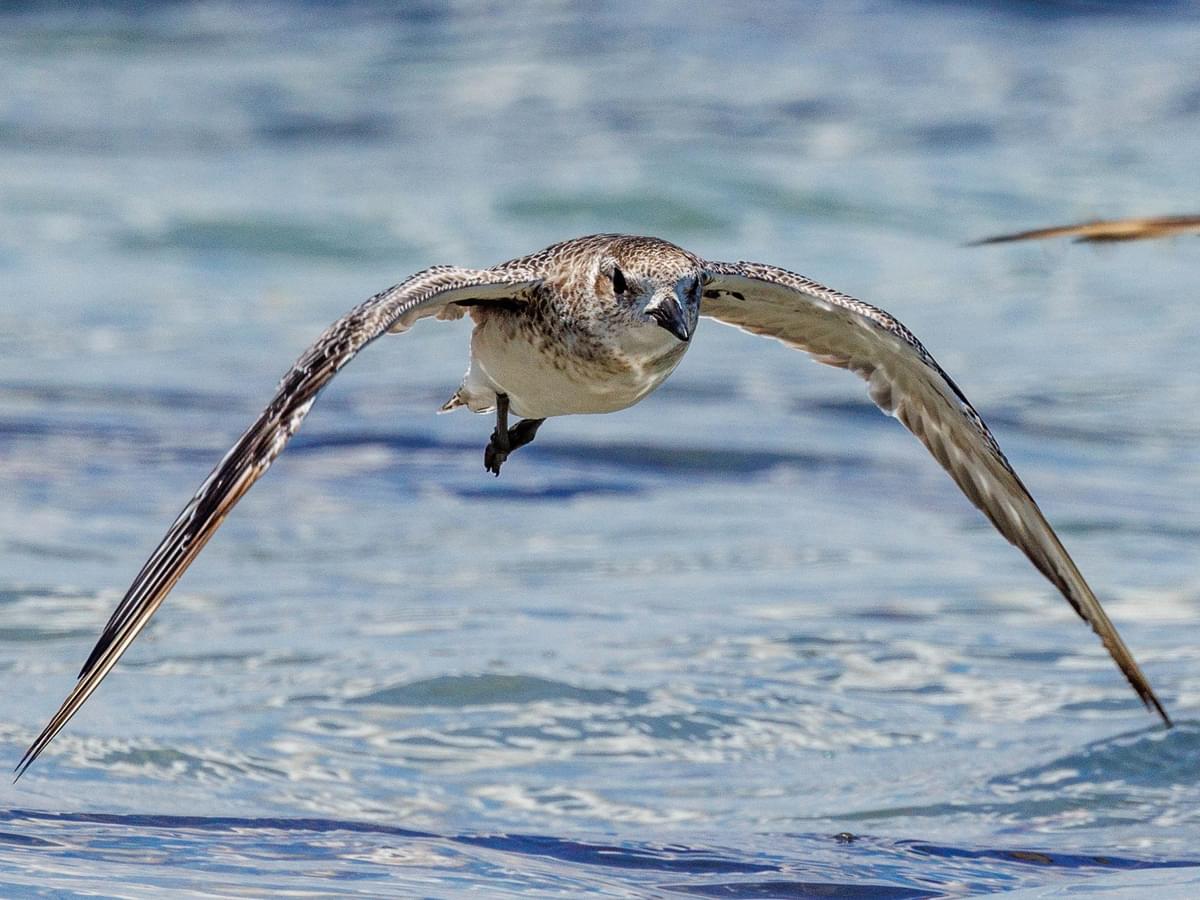 Grey Plover in-flight over the sea