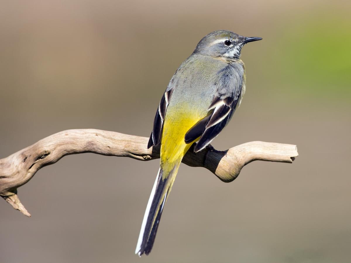 Grey Wagtail perching on a branch