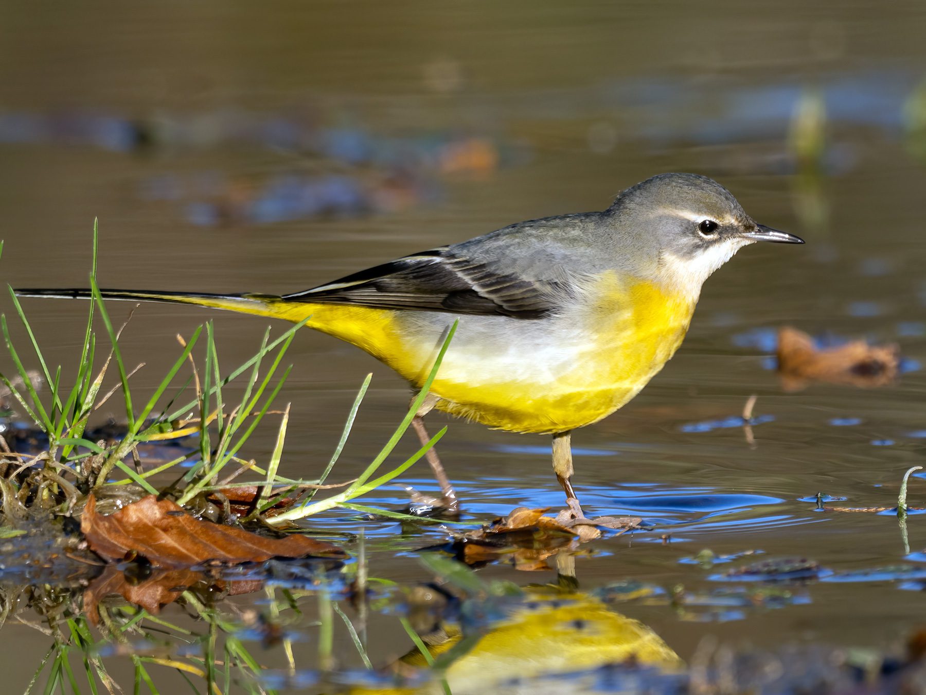 Grey Wagtail