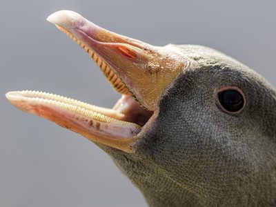 Diversity in Bird Beak Shapes: How Structure Defines… | Birdfact