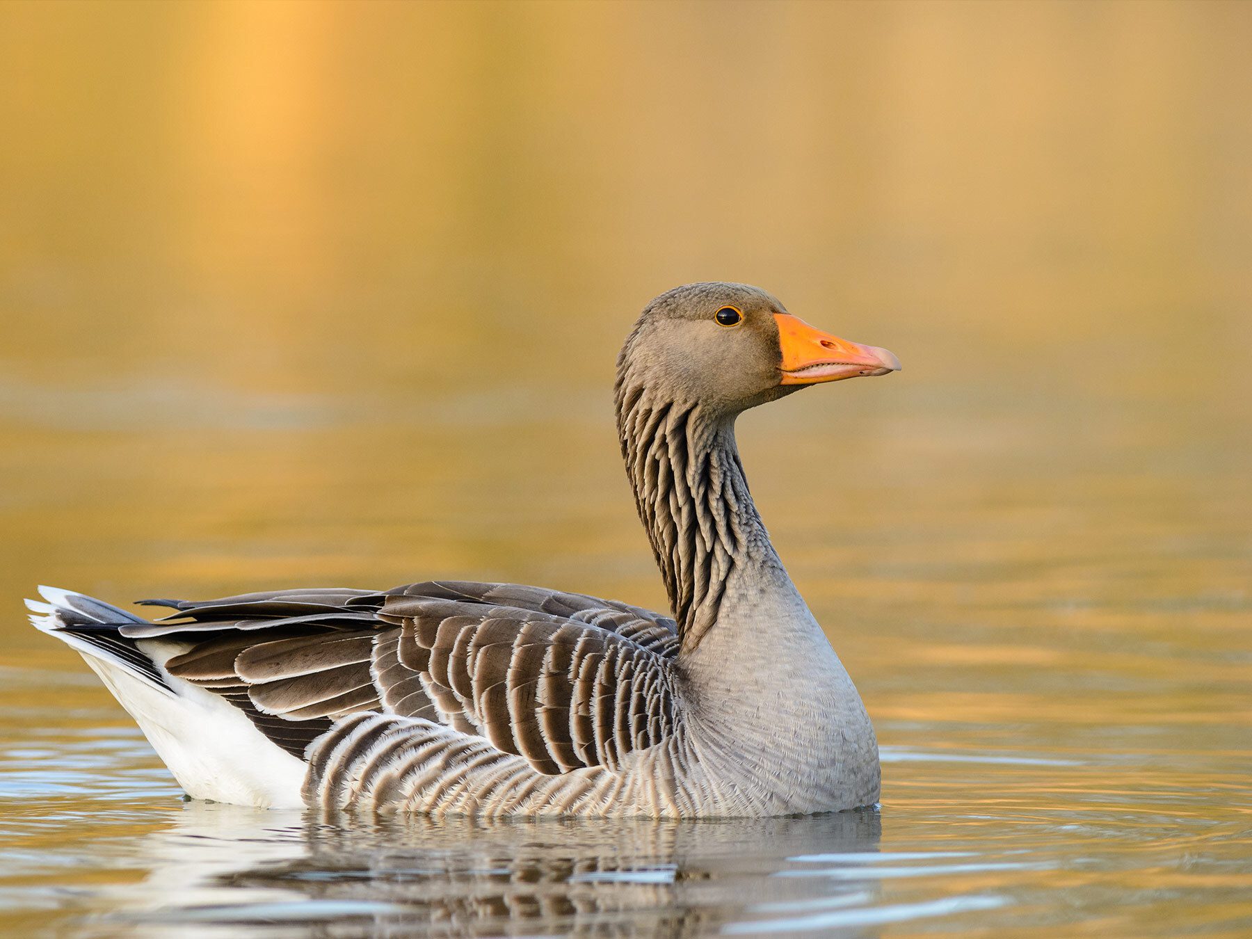 Greylag Goose