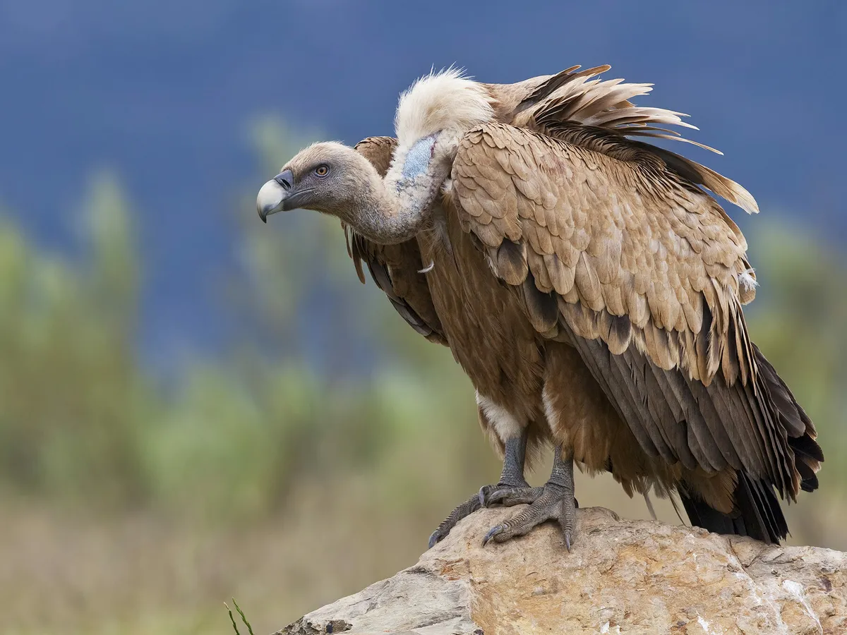 Griffon Vulture Bird Facts (Gyps fulvus) | Birdfact