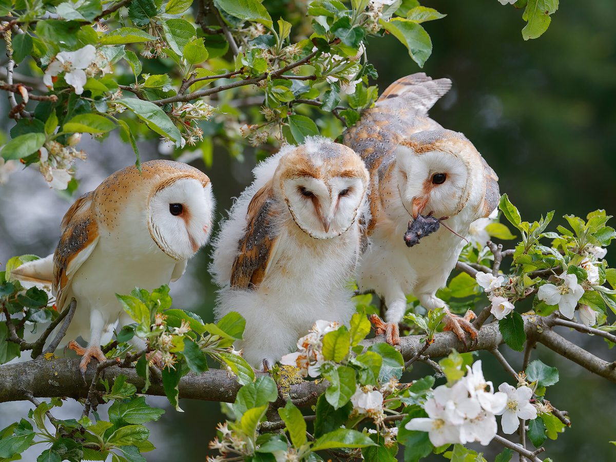 What Is A Group Of Owls Called Complete Guide Birdfact what-is-a-group-of-owls-called-complete-guide-birdfact