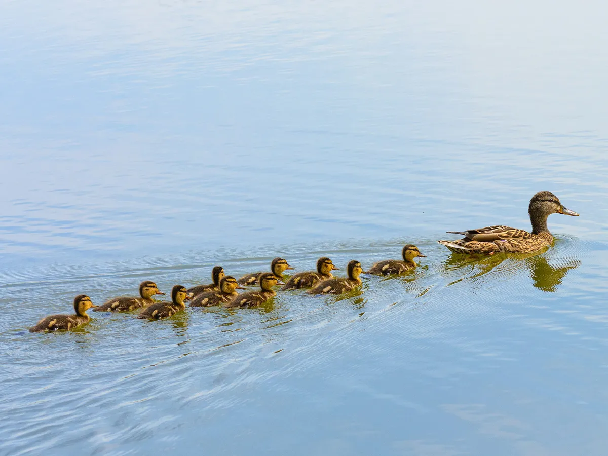 What is a Group of Ducks Called? (Complete List + Why?) | Birdfact